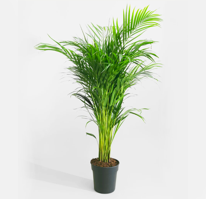 Areca Palm Holland or Chrysalidocarpus Lutescens