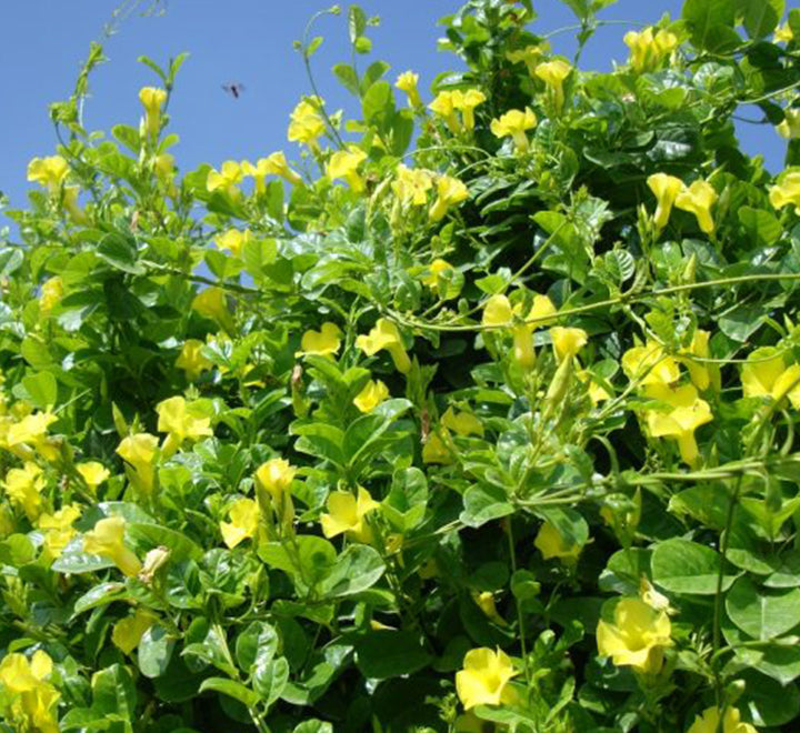 Mandevilla splendens Or Yellow Bell Climber 70 – 90cm