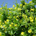 Mandevilla splendens Or Yellow Bell Climber 70 – 90cm