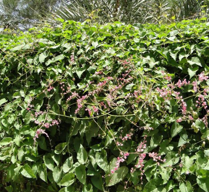 Antigonon leptopus or Coral vine “Mexican creeper” 60 – 80cm
