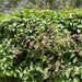 Antigonon leptopus or Coral vine “Mexican creeper” 60 – 80cm