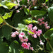 Antigonon leptopus or Coral vine “Mexican creeper” 60 – 80cm