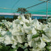 Bougainvillea glabra “White” 60 – 80cm