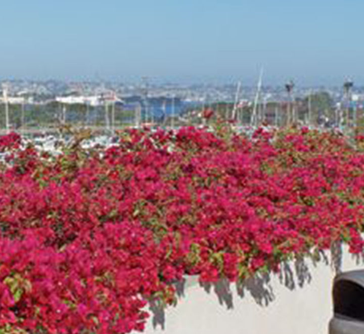 Bougainvillea Spectabilis “Great Bougainvillea” 70 – 90cm