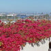 Bougainvillea Spectabilis “Great Bougainvillea” 70 – 90cm