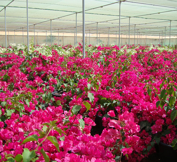 Bougainvillea Spectabilis “Great Bougainvillea” 70 – 90cm
