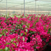 Bougainvillea Spectabilis “Great Bougainvillea” 70 – 90cm