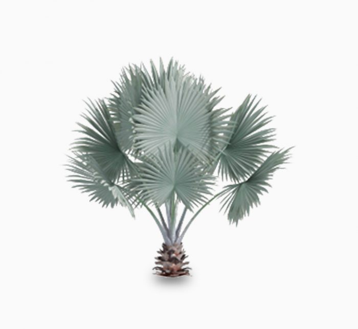 Brahea Armata "Mexican Blue Palm" 80 - 100cm overall height