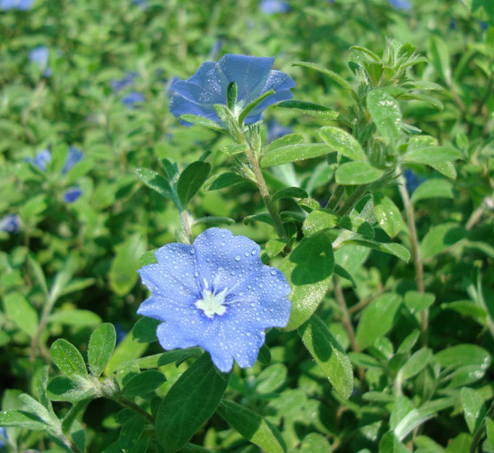 Jacquemontia pentantha “Sky Blue Cluster Vine” 80 – 100cm