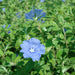 Jacquemontia pentantha “Sky Blue Cluster Vine” 80 – 100cm