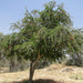 Pithecellobium dulce, Jungle JalebI or Madras Thorn