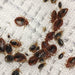 Pilarking 70% WP Bed Bugs Powder Green Souq
