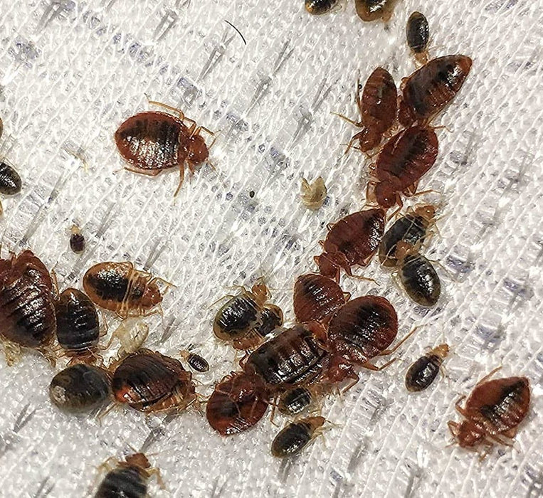 Pilarking 70% WP Bed Bugs Powder Green Souq