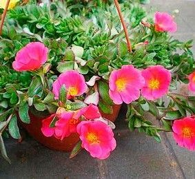 Portulaca umbraticola Greensouq
