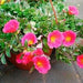 Portulaca umbraticola Greensouq