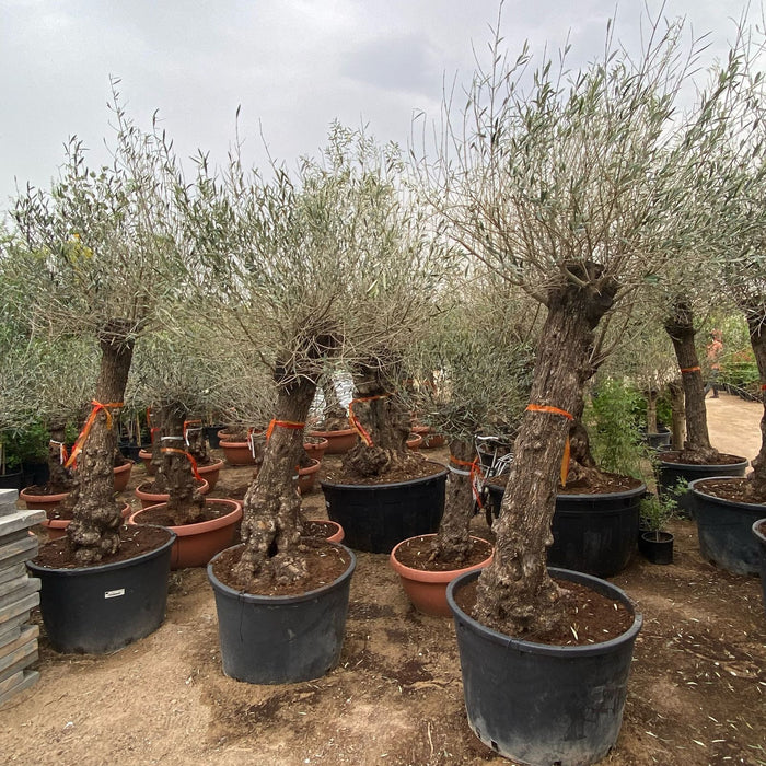 Olea europea or Olive Tree 1.7-2.0m height
