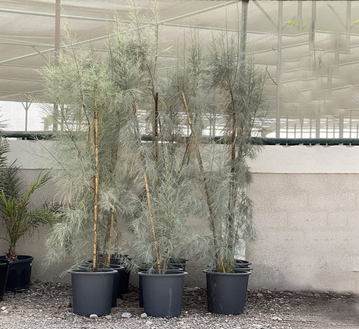 Casuarina equisetifolia “Australian pine tree” 1.6-2.0m