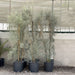 Casuarina equisetifolia “Australian pine tree” 1.6-2.0m