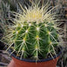 Barrel or Ball Cactus