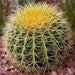 Barrel or Ball Cactus