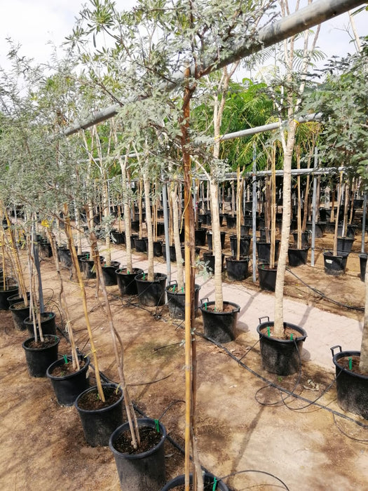 Ghaf Tree "Prosopis Cineraria" شجرة الغاف