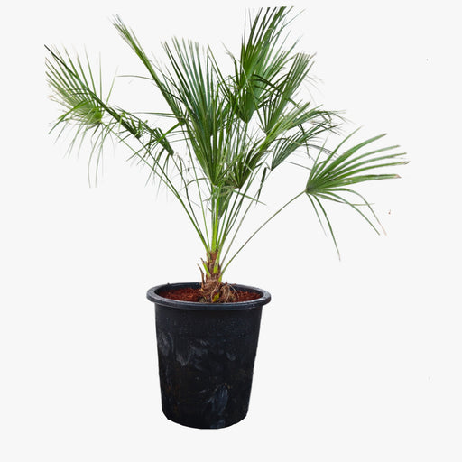 cerifera