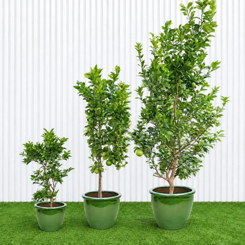 Orlando Tangelo Tree – Persian Lime | UAE's Best Citrus!