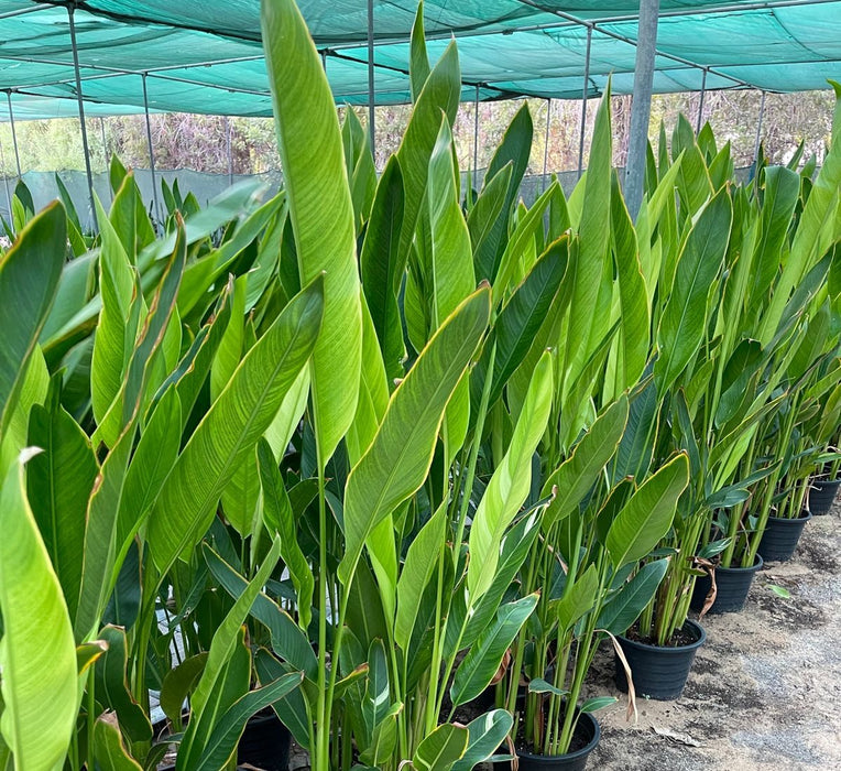 Heliconia Psittacorum "Parrot's beak / Parakeet flower" Water Plant