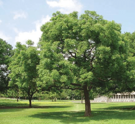 Azadirachta indica "Neem Tree" Green Souq