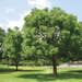 Azadirachta indica "Neem Tree" Green Souq
