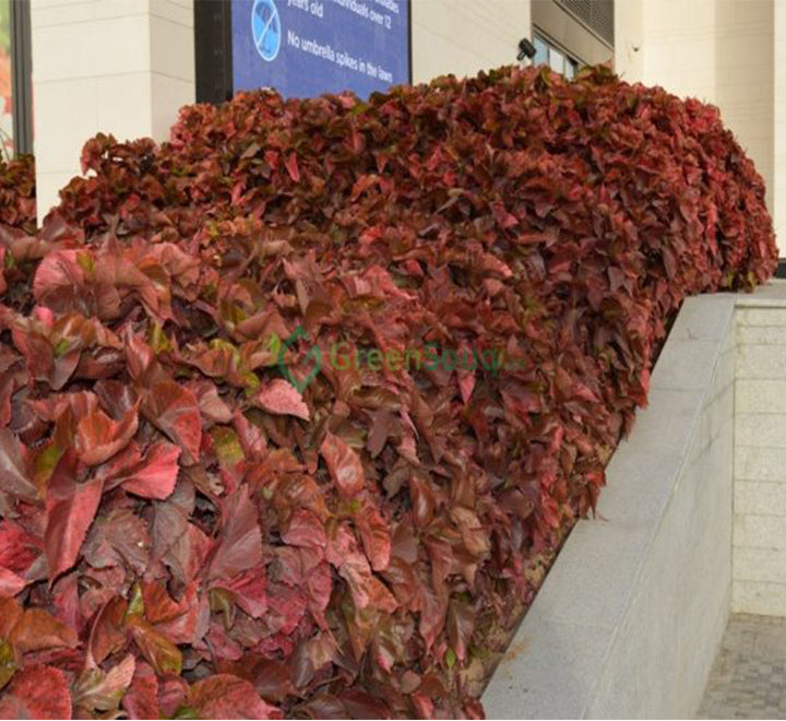 Acalypha wilkesiana “Copper Leaf” 30 – 40cm