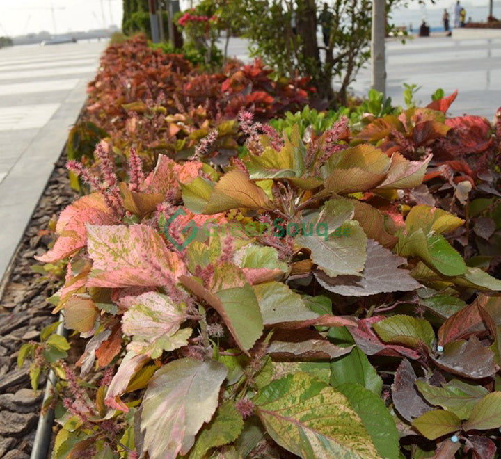 Acalypha Wilkesiana "Tri Color"