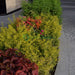 Acalypha wilkesiana “Tri Color”