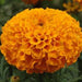 Marigold