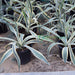 Agave americana marginata (Variegated Century Plant) 40 – 50cm