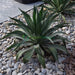 Agave Attenuata or spineless century plant