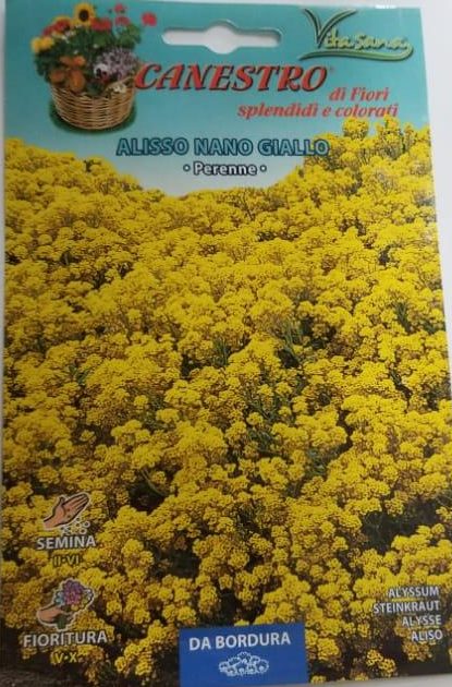Alisso Nano Giallo Seeds by CANESTRO Green Souq