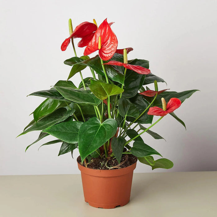 Andreanum or The Flamingo Flower