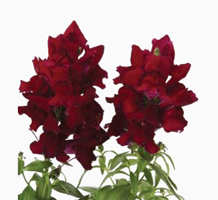 Antirrhium Majus or Snapdragon