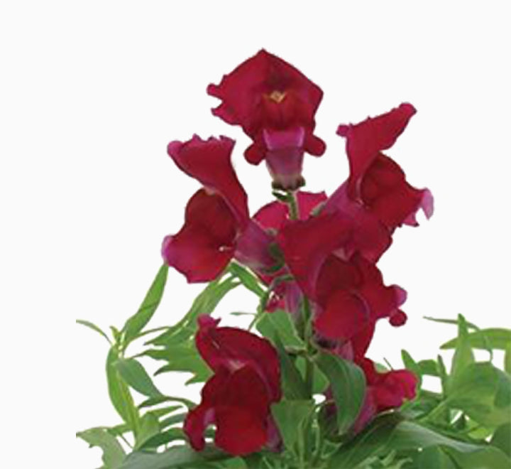 Antirrhium Majus or Snapdragon