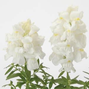 Antirrhium Majus or Snapdragon