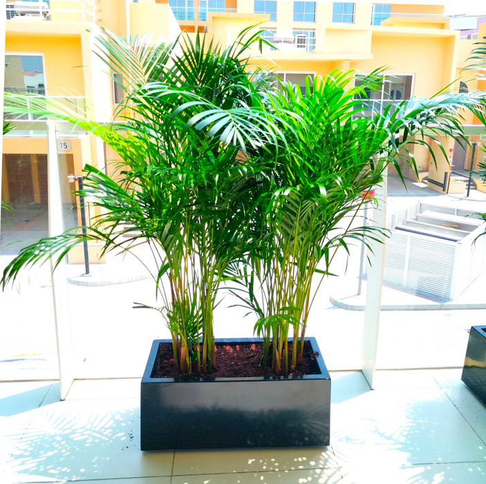 Areca Palms Planter