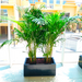 Areca Palms Planter