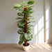 Artificial Calathea Orbifolia 130cm