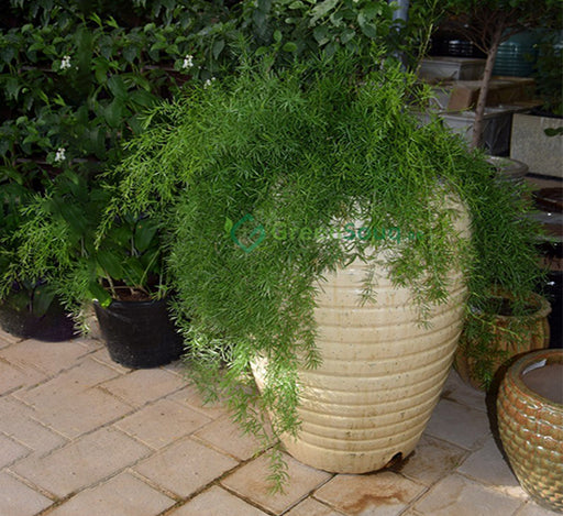 Asparagus sprengeri, Emerald feather or Emerald fern “Sprenger’s asparagus”