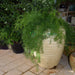 Asparagus sprengeri, Emerald feather or Emerald fern “Sprenger’s asparagus”