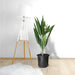 Aspidistras Indoor Plant | Cast Iron Plant 0.8 – 1.0m