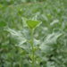 Atriplex halimus Or Salt Bush