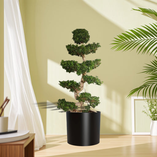 Ficus Bonsai Banjamina Plant