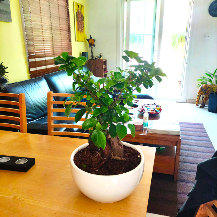 Ficus Ginseng Bonsai 25 – 30cm